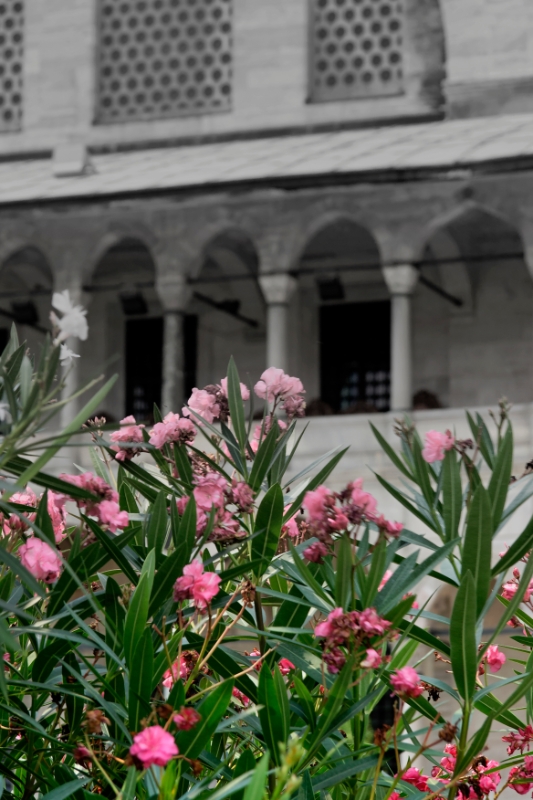 Flowers and mosque, Selcuk Turkey.jpg